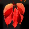 Feuilles rouges